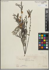 Foto von Salix repens subsp. rosmarinifolia (L.) Andersson